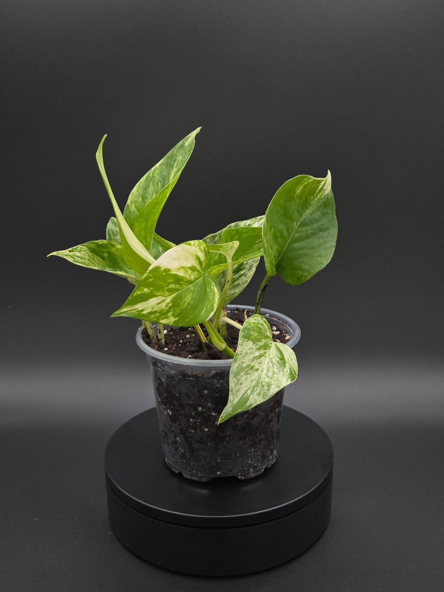 Snow Queen Pothos — Variegated Houseplant with Crisp White Foliage