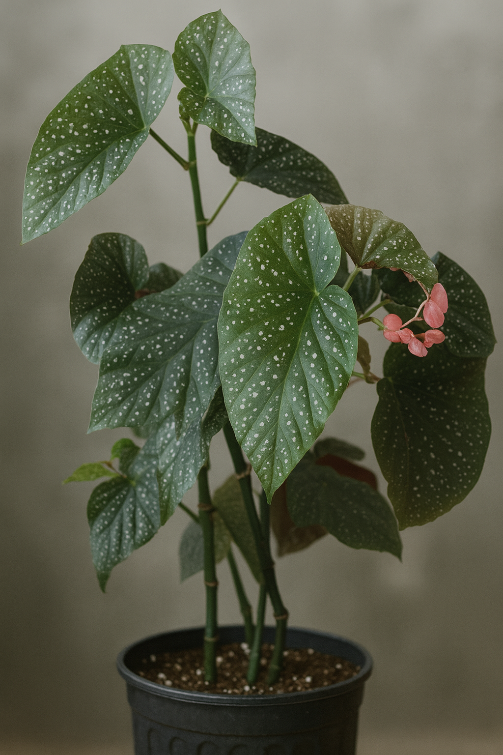 Begonia Lucerna - Cane Angel Wing Begonia