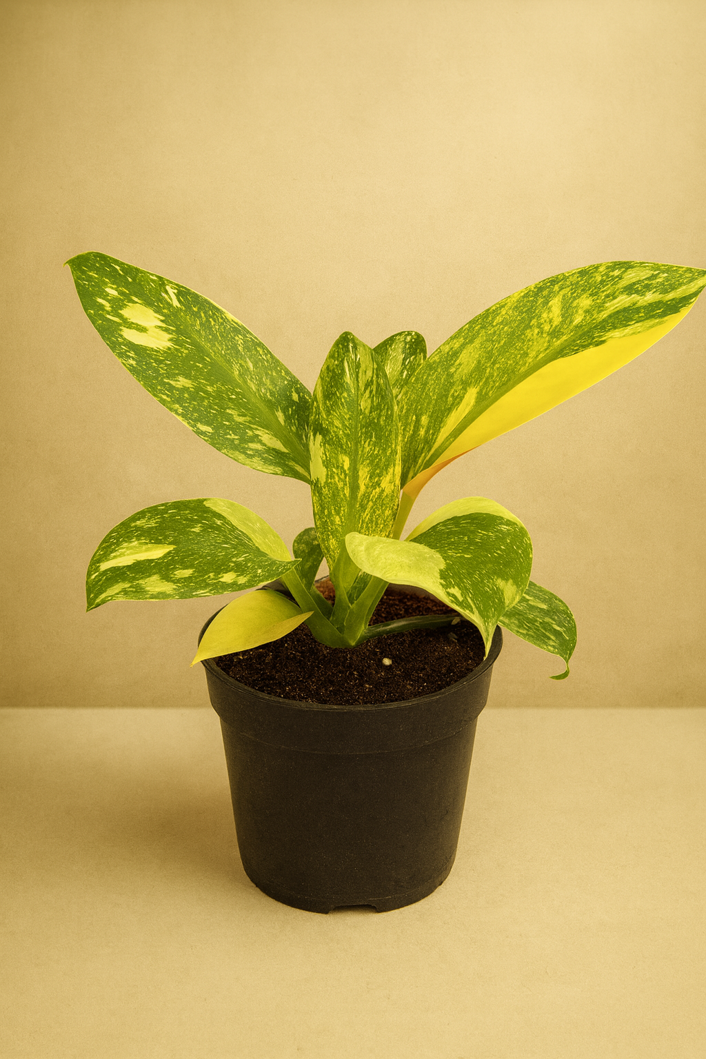 Philodendron ‘Green Congo Nuclear’ — Rare Self-Heading Hybrid