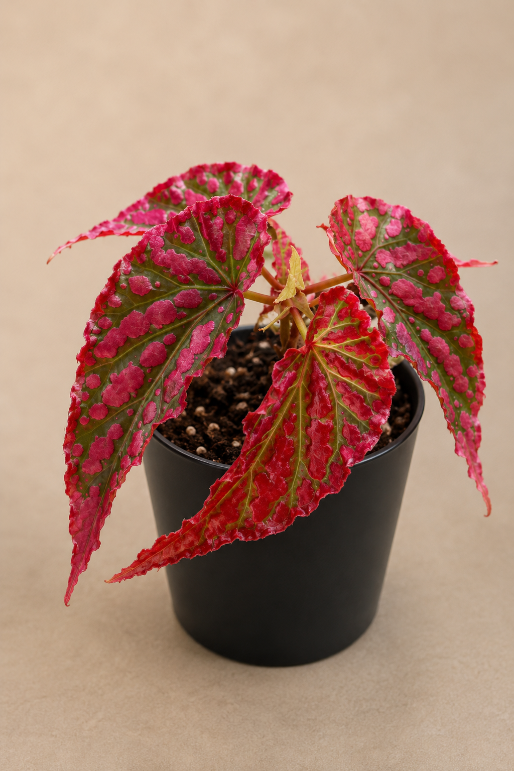 Begonia Pink Legacy