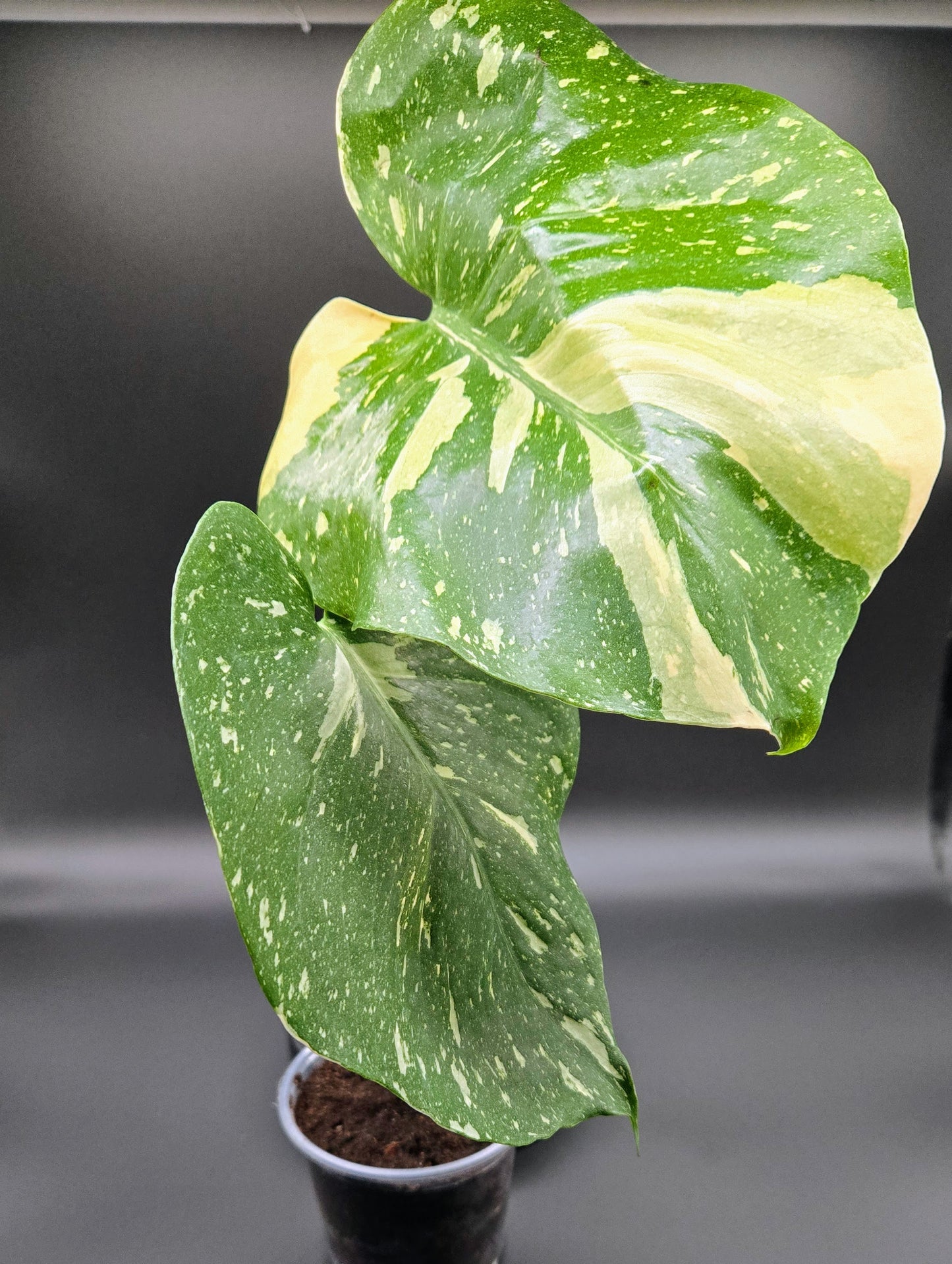 Monstera ‘Thai Constellation’ — Rare Variegated Collector’s Monstera