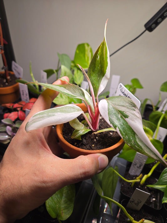 Philodendron Red Anderson