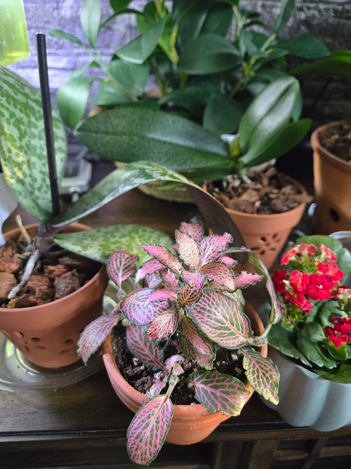 Pink Forest Flame Fittonia