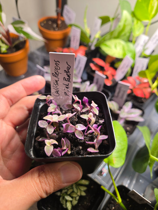 Callisia Repens ‘Pink Panther’ — Rare Variegated Trailing Plant