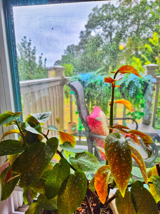 Cane & Angel Wing Begonia Care – How to Grow These Elegant Beauties