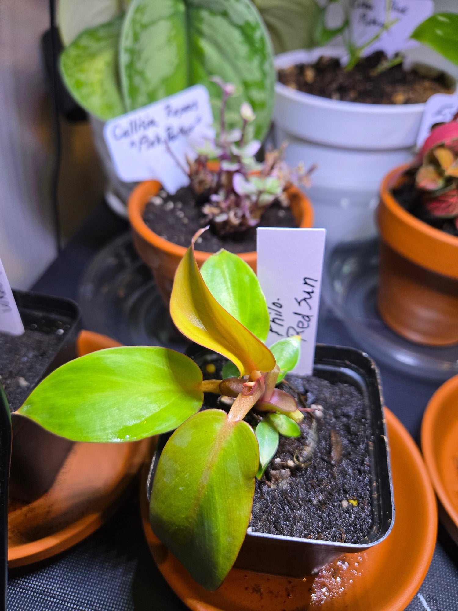 Red sun philodendron on shelf for sale