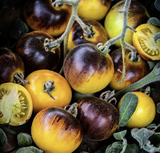 Rare Heirloom & Hybrid Tomatoes – Twyman’s Flora