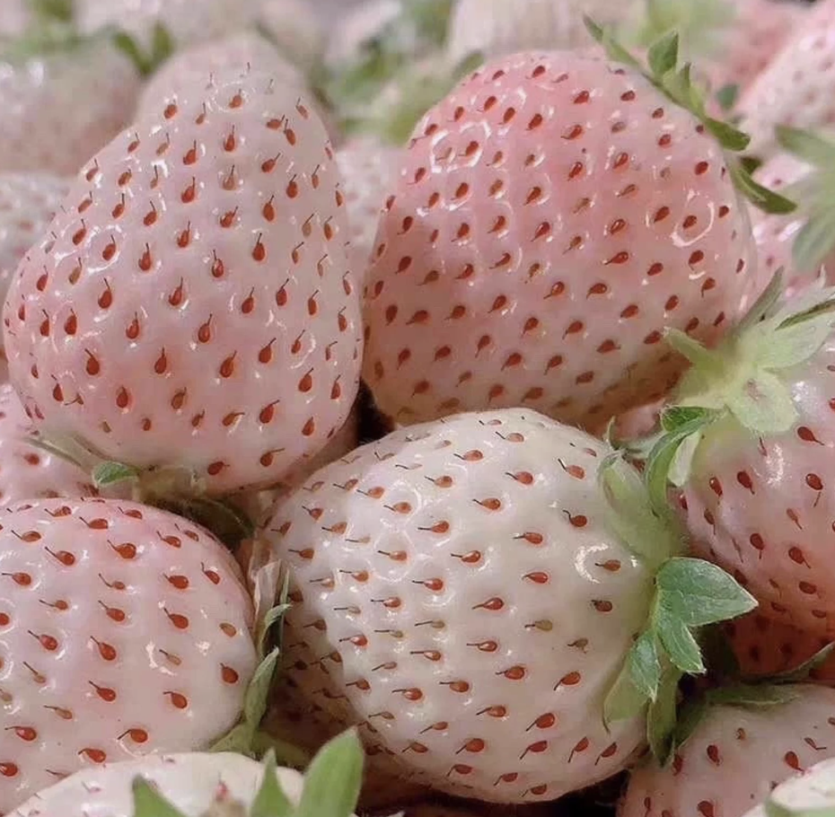 Pale pink Japanese strawberries