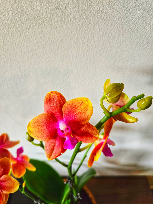 Phalaenopsis Bronze Buddha - Near Blooming Size