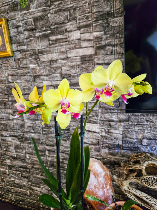 Phalaenopsis Laurel Golden Sun - Near Blooming Size