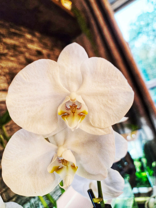 Phalaenopsis Sogo Yukidian ‘V3’ - Near Blooming Size