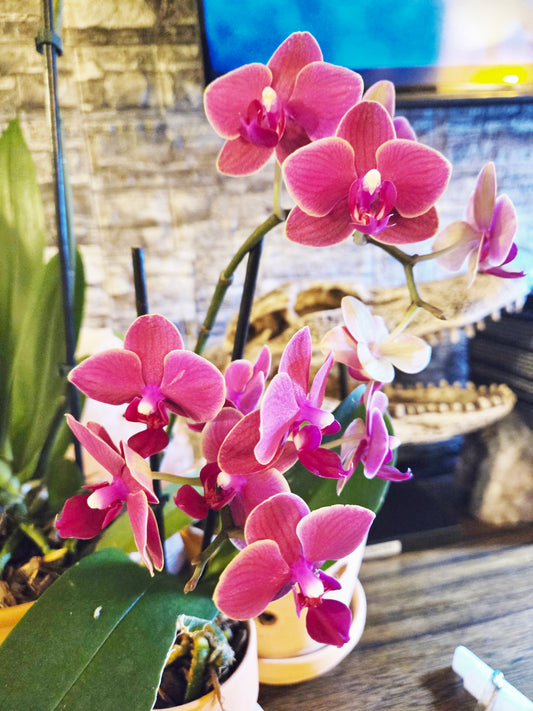 Phalaenopsis Sogo Perfume - Blooming Size