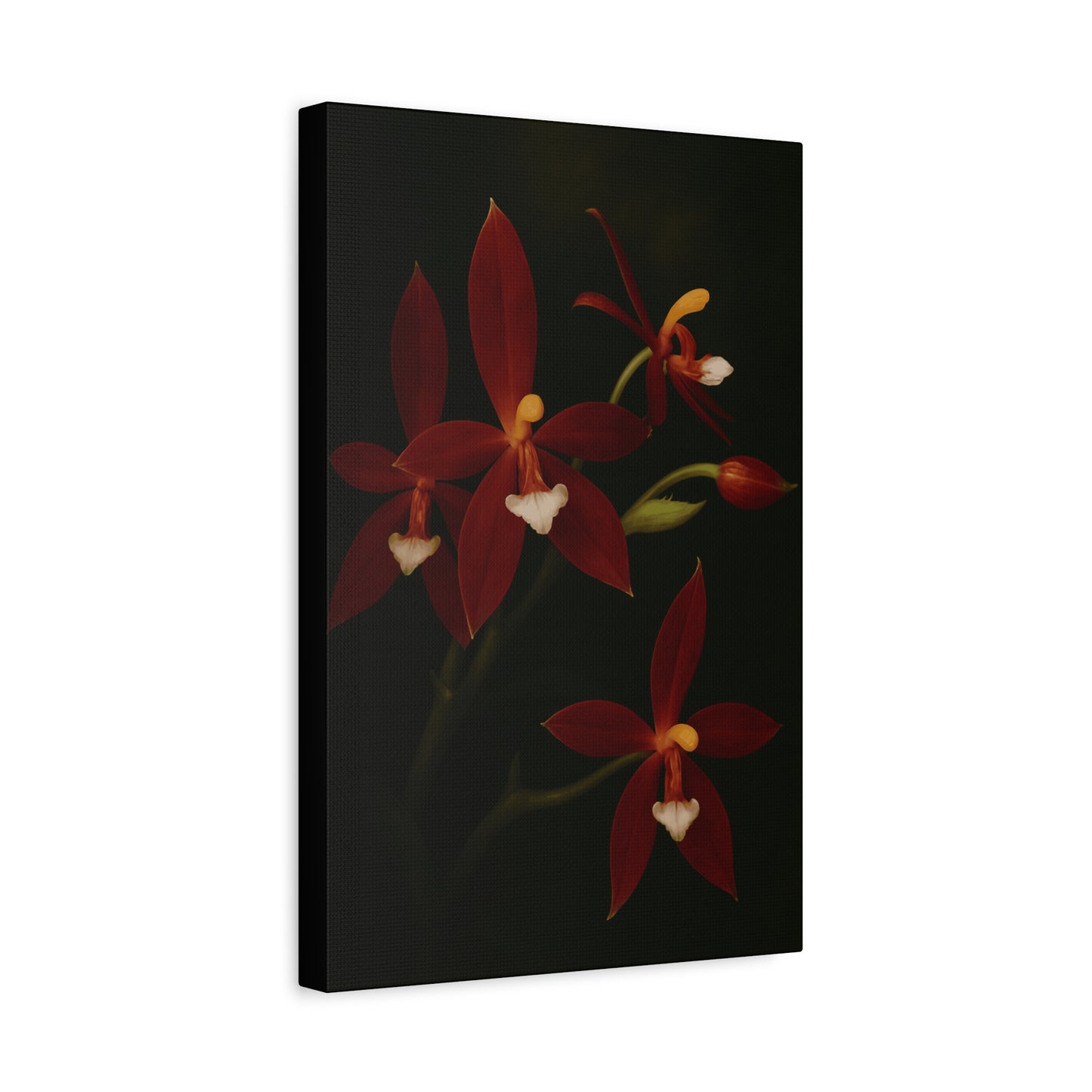 Phalaenopsis Cornu-Cervi var. Chattaladae Canvas Wall Art – Rare Red Orchid Botanical Print, Exotic Flower Artwork, Plant Lover Décor
