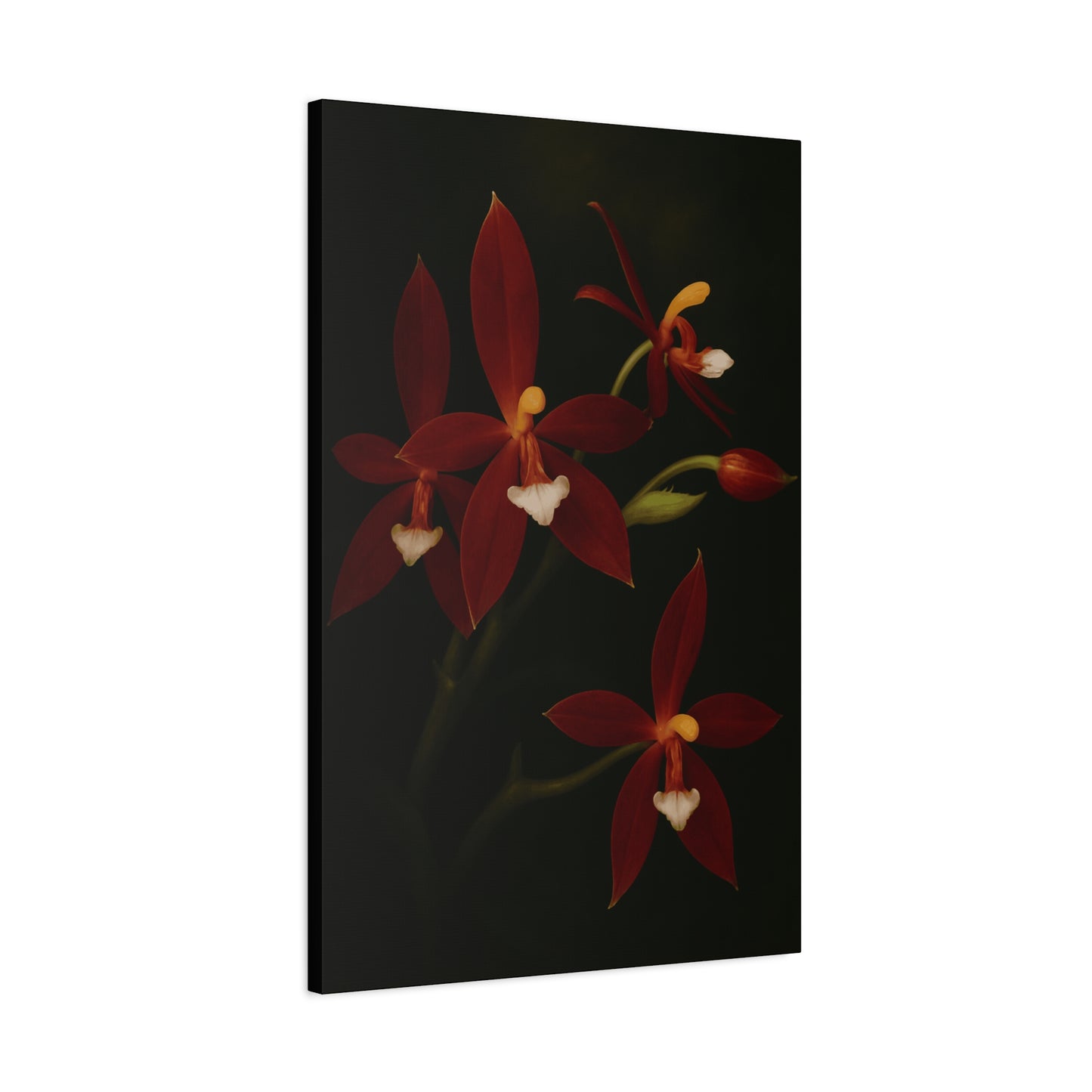 Phalaenopsis Cornu-Cervi var. Chattaladae Canvas Wall Art – Rare Red Orchid Botanical Print, Exotic Flower Artwork, Plant Lover Décor