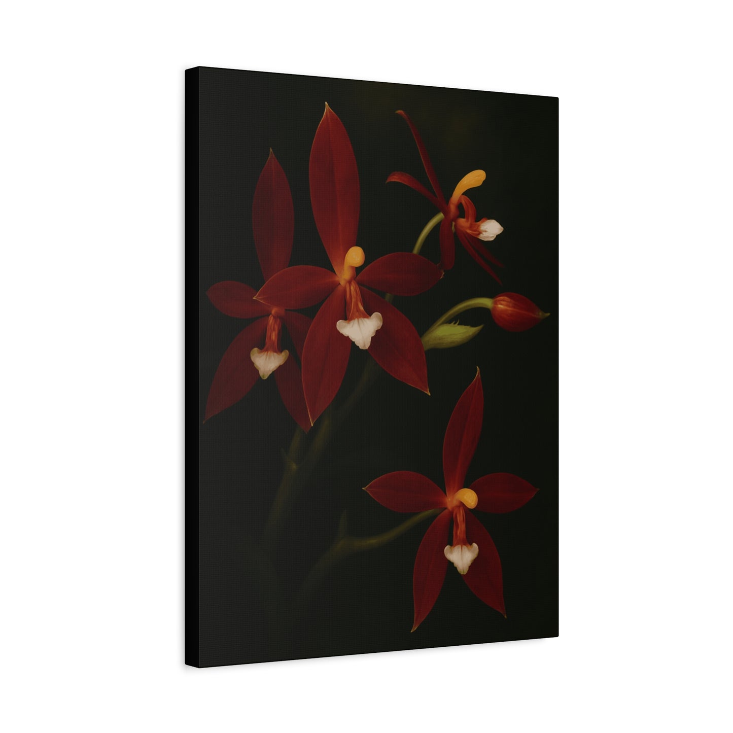 Phalaenopsis Cornu-Cervi var. Chattaladae Canvas Wall Art – Rare Red Orchid Botanical Print, Exotic Flower Artwork, Plant Lover Décor