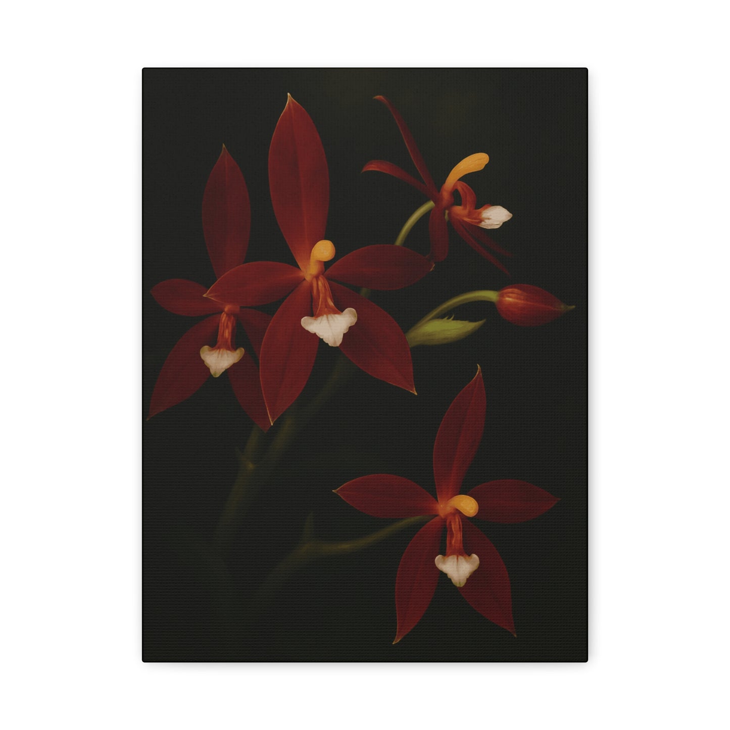Phalaenopsis Cornu-Cervi var. Chattaladae Canvas Wall Art – Rare Red Orchid Botanical Print, Exotic Flower Artwork, Plant Lover Décor