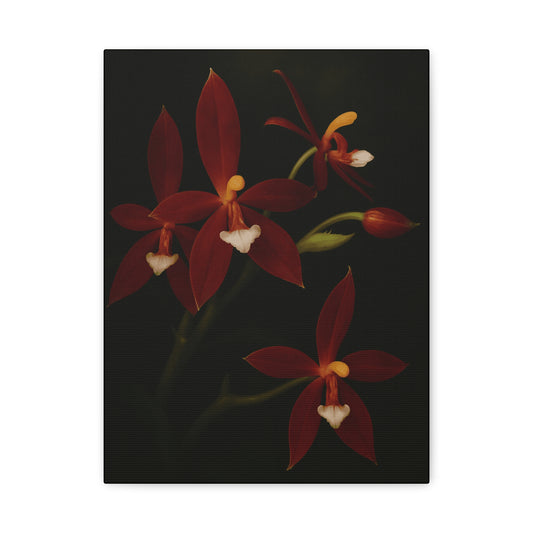 Phalaenopsis Cornu-Cervi var. Chattaladae Canvas Wall Art – Rare Red Orchid Botanical Print, Exotic Flower Artwork, Plant Lover Décor