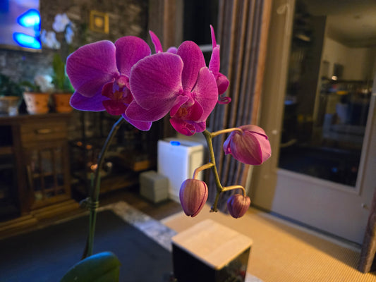Phalaenopsis Vivaldi - Blooming Size