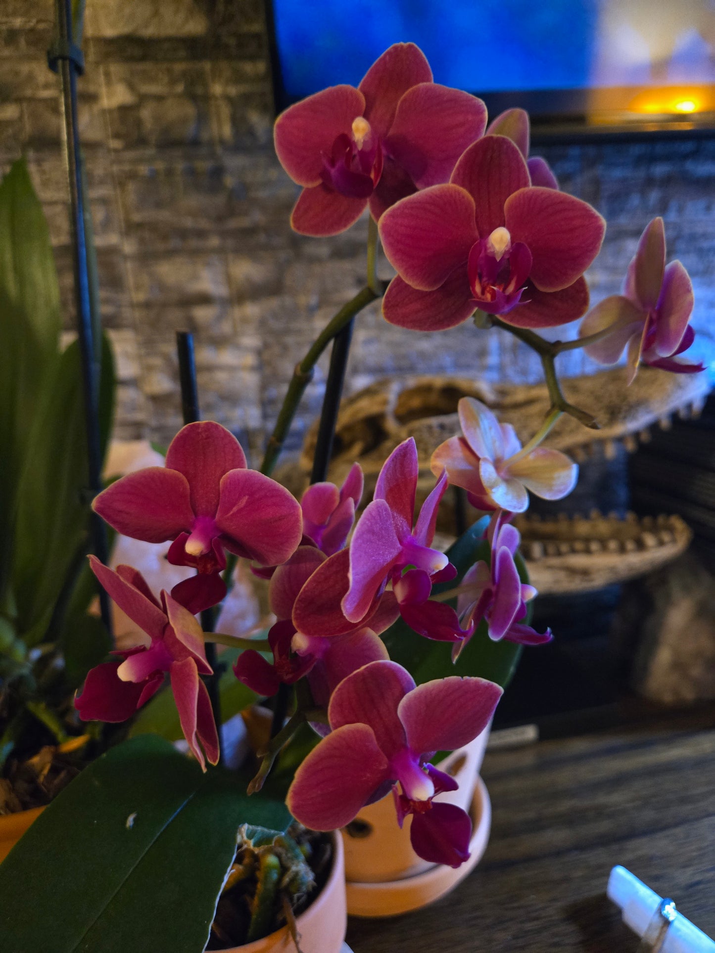 Phalaenopsis Sogo Yenlin - Blooming Size