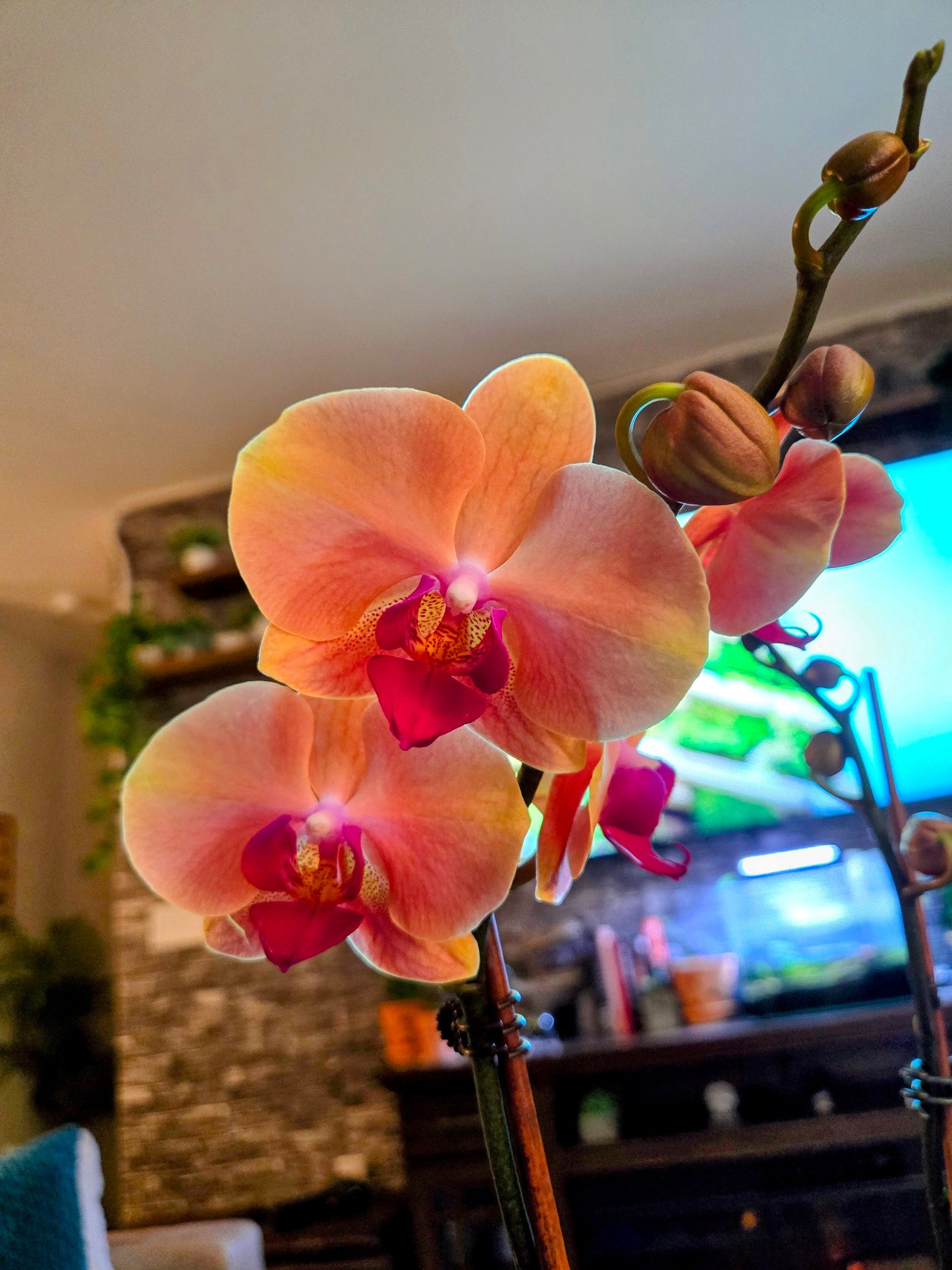 Phalaenopsis Mao Ting Fairy *unregistered grex  - Small