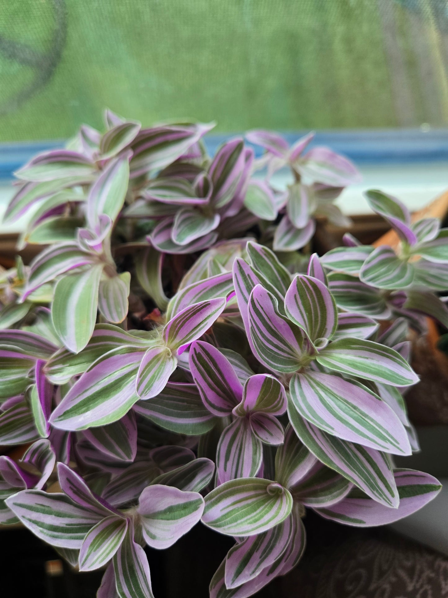 Tradescantia ‘Nanouk’ — Colorful Variegated Houseplant