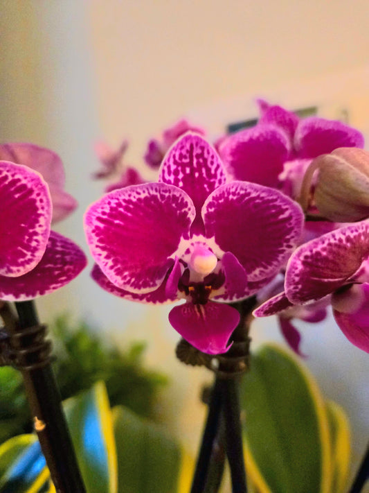 Phalaenopsis Chia E Yenlin ' Variegata' - Near Blooming Size