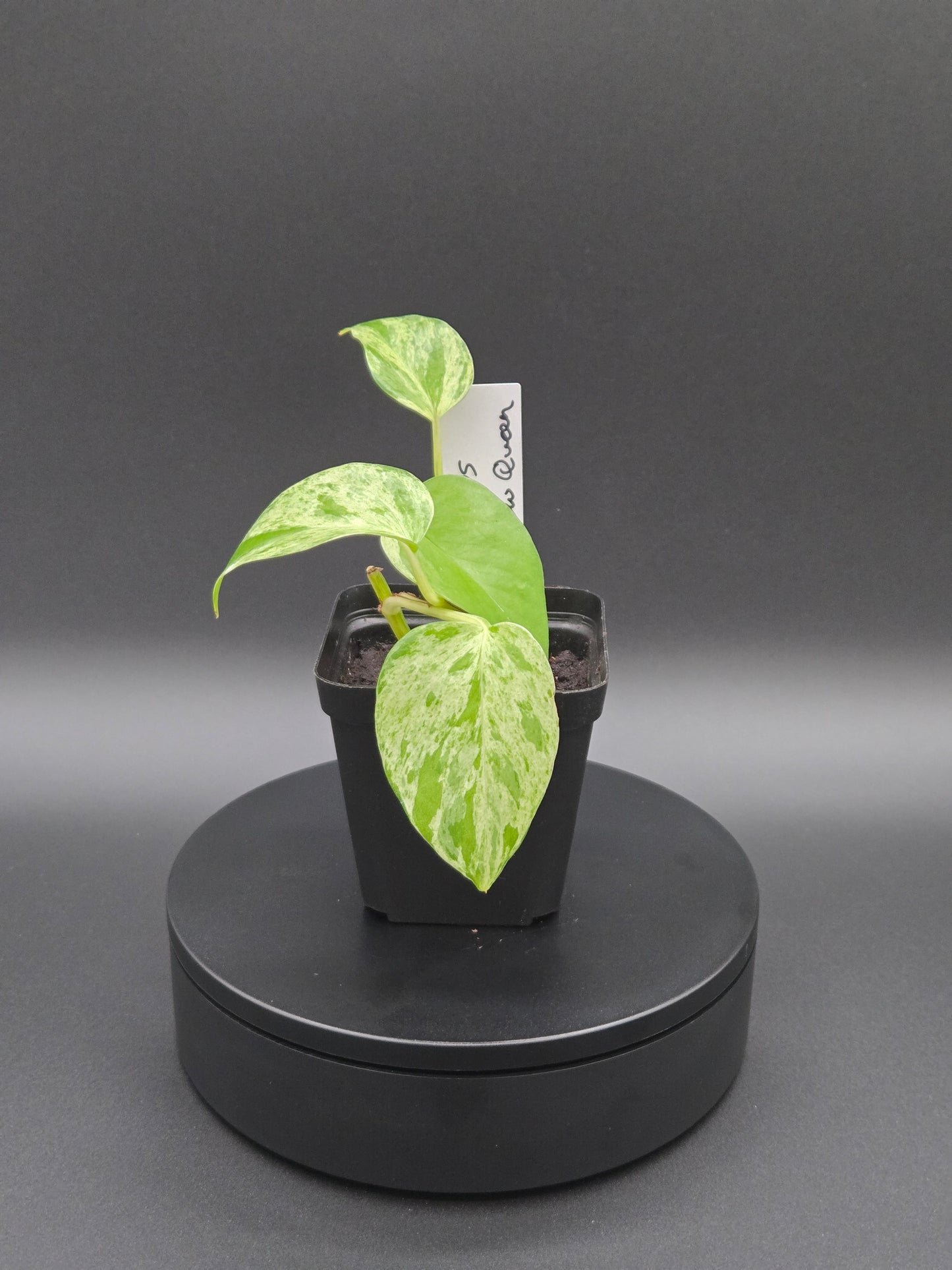 Snow Queen Pothos — Variegated Houseplant with Crisp White Foliage