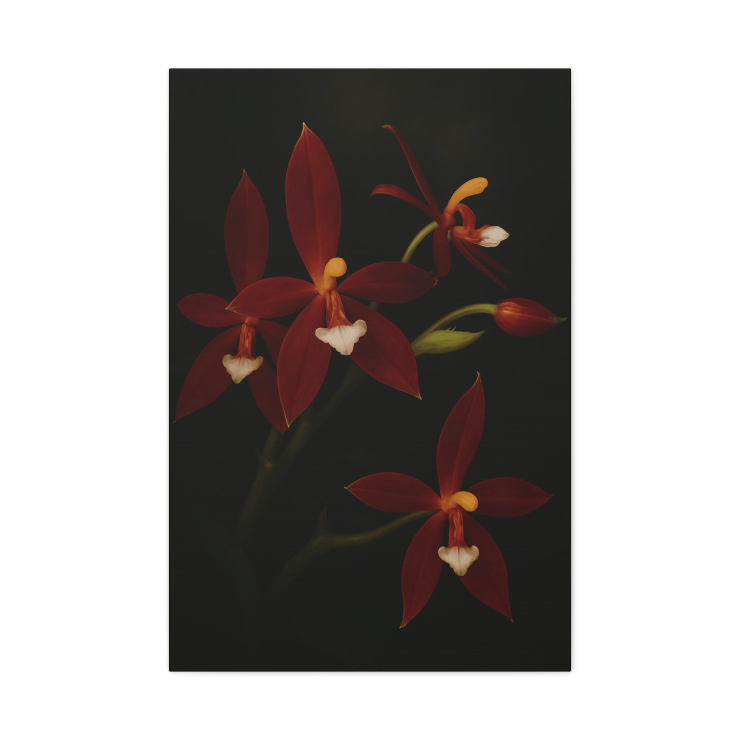 Phalaenopsis Cornu-Cervi var. Chattaladae Canvas Wall Art – Rare Red Orchid Botanical Print, Exotic Flower Artwork, Plant Lover Décor