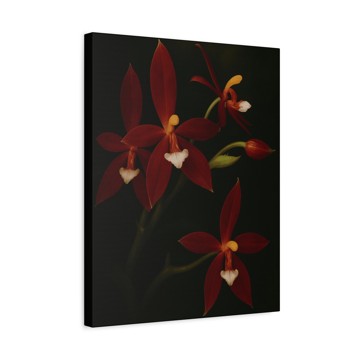 Phalaenopsis Cornu-Cervi var. Chattaladae Canvas Wall Art – Rare Red Orchid Botanical Print, Exotic Flower Artwork, Plant Lover Décor