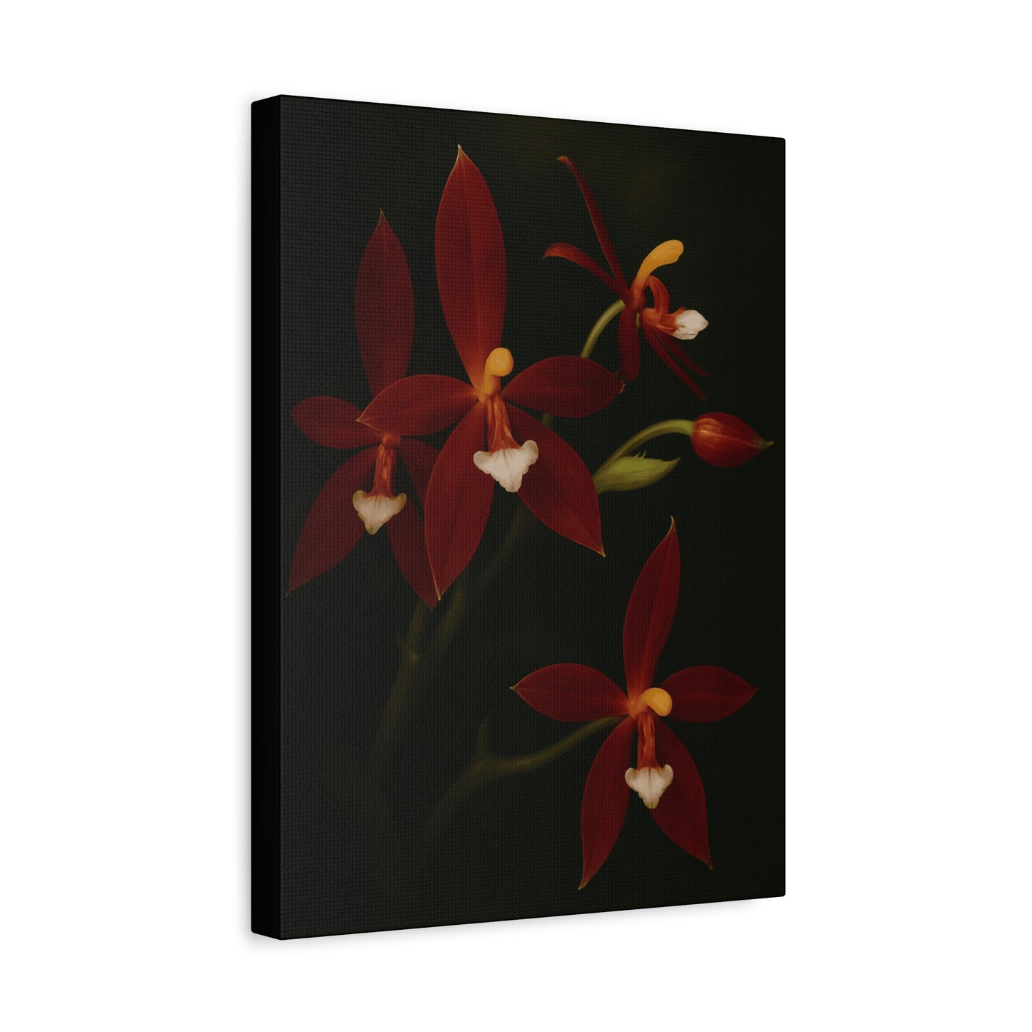 Phalaenopsis Cornu-Cervi var. Chattaladae Canvas Wall Art – Rare Red Orchid Botanical Print, Exotic Flower Artwork, Plant Lover Décor
