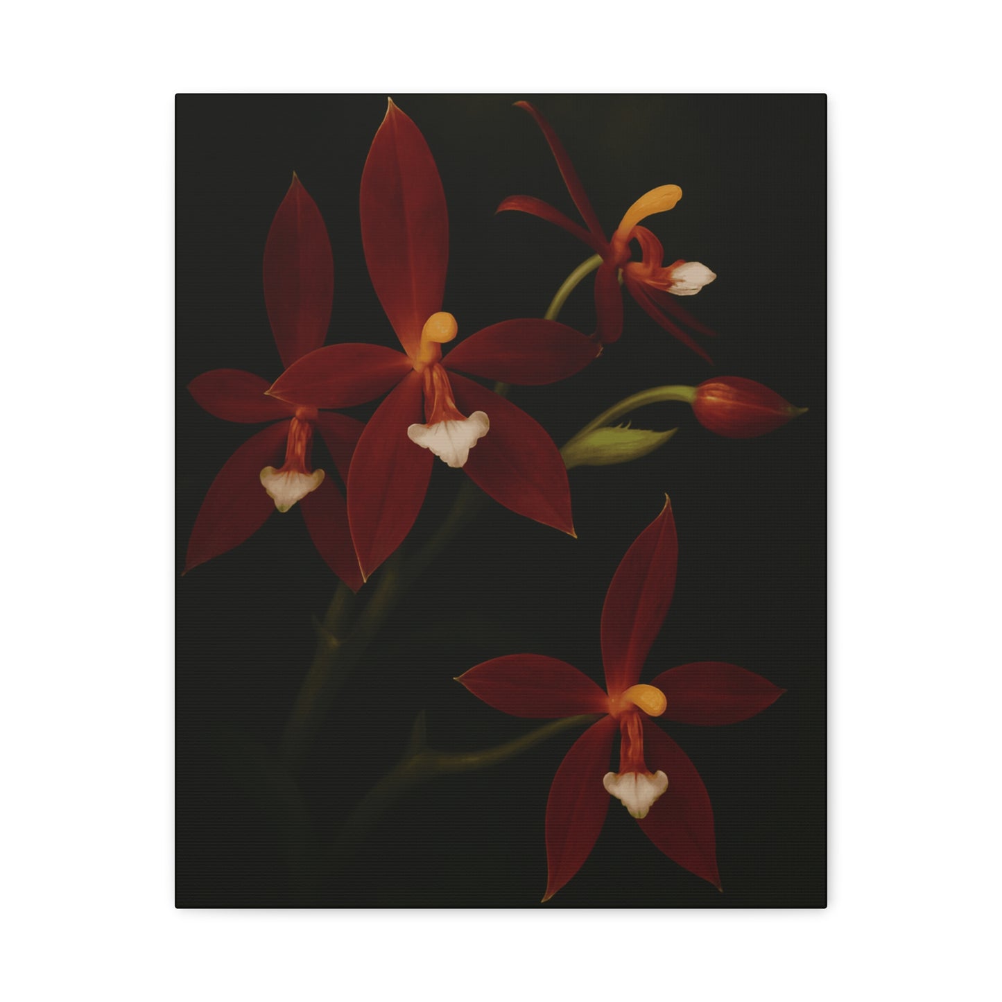 Phalaenopsis Cornu-Cervi var. Chattaladae Canvas Wall Art – Rare Red Orchid Botanical Print, Exotic Flower Artwork, Plant Lover Décor