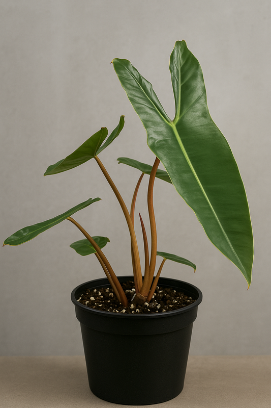 Philodendron Billietiae — Rare Aroid