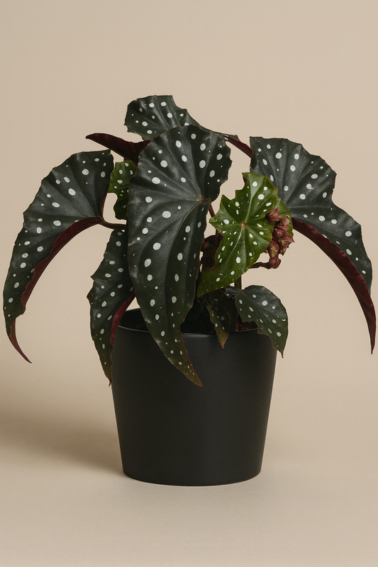 Begonia Maculata 'Obsidian' — Rare Polka-Dot Begonia with Dark Foliage
