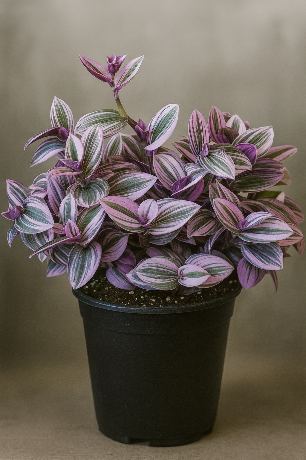 Tradescantia ‘Nanouk’ — Colorful Variegated Houseplant