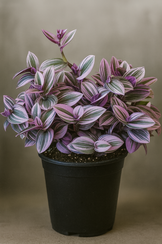 Tradescantia ‘Nanouk’ — Colorful Variegated Houseplant