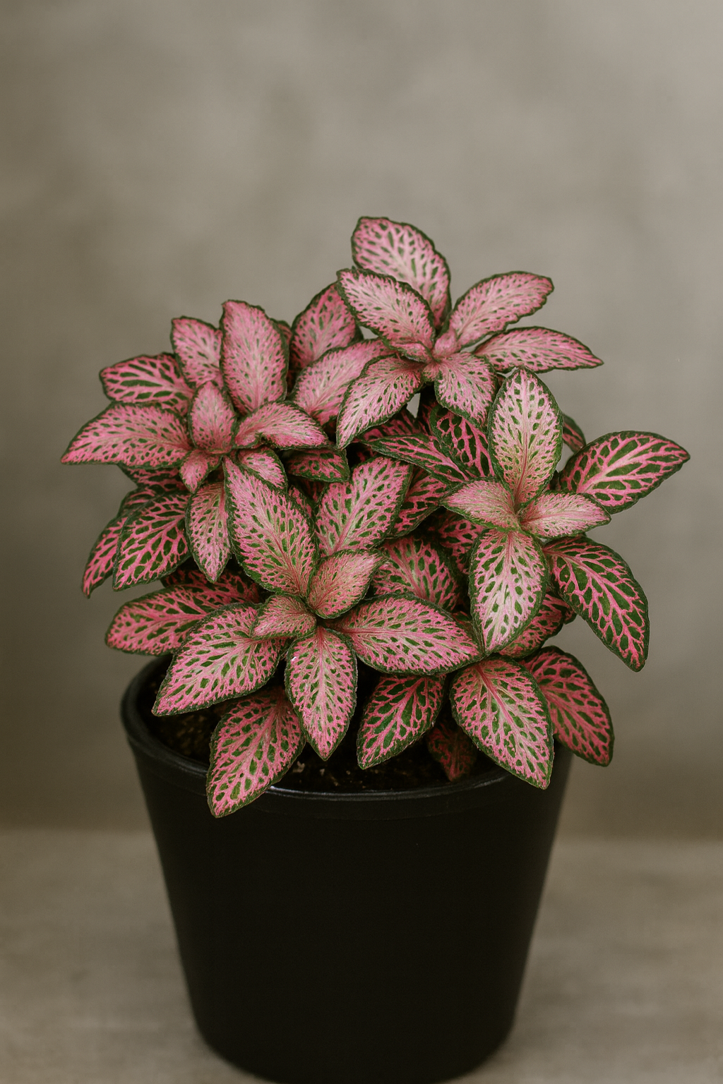 Pink Forest Flame Fittonia