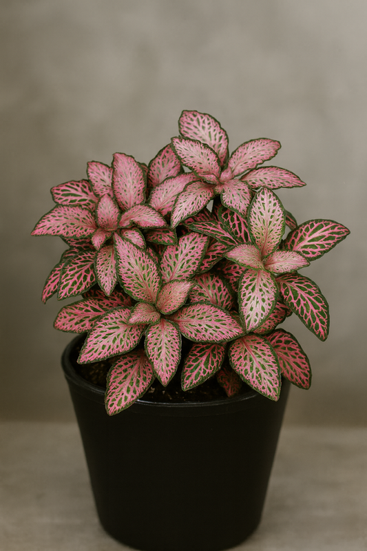 Pink Forest Flame Fittonia