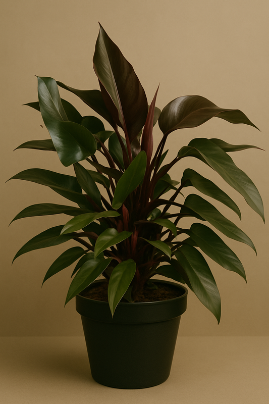 Royal Queen Philodendron