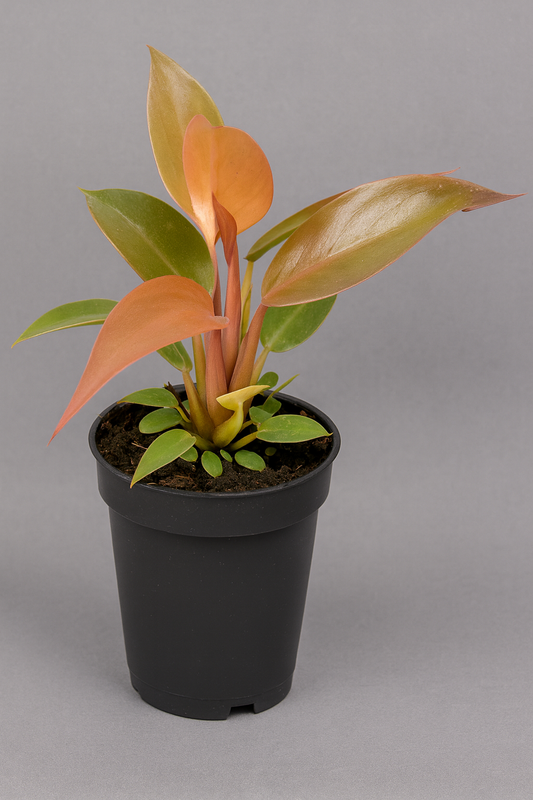 Philodendron Red Sun