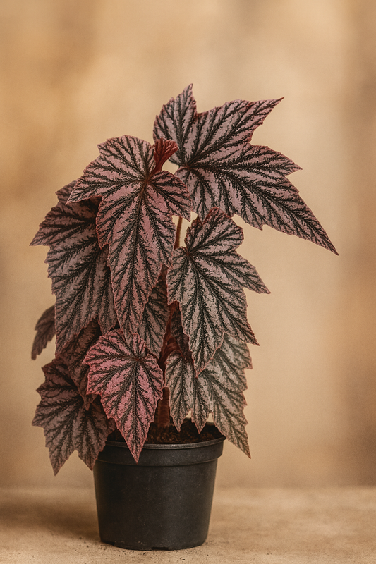 Begonia ‘Pink Minx’ — Rare Variegated Cane Begonia