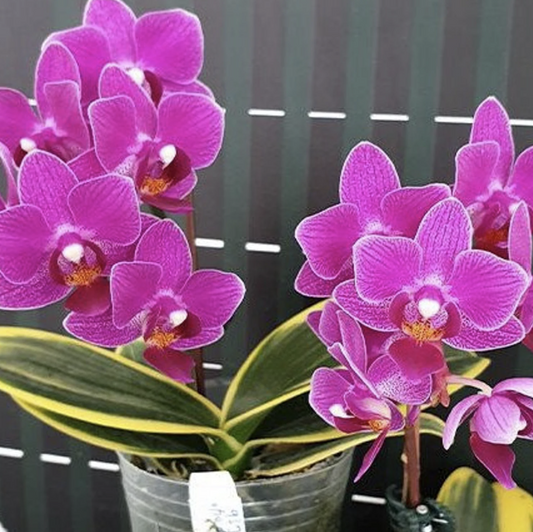 Phalaenopsis Sogo Yenlin 'Coffee' (variegata) - Small