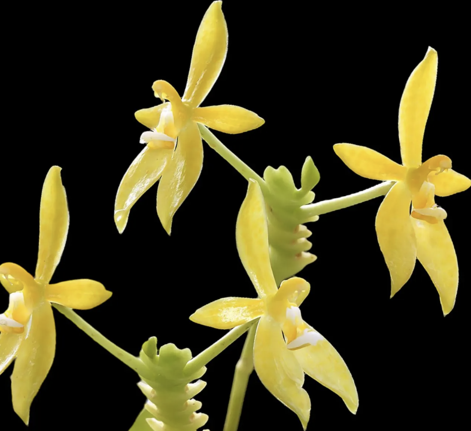 Phalaenopsis Cornu-Cervi f. Flava - Seedling