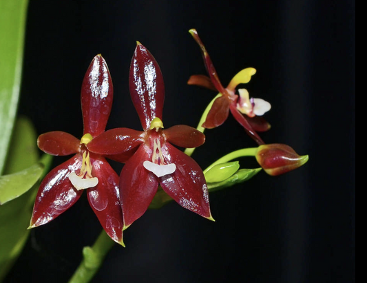 Phalaenopsis Cornu-Cervi var. Chattaladae (4N) - Blooming Size