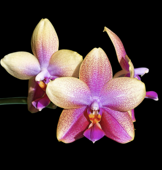 Phalaenopsis Sweet Memory Liodoro - Small