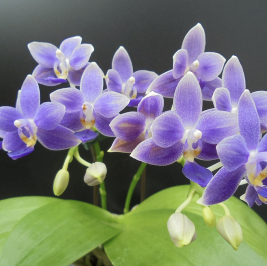 Phalaenopsis Equalacea - Near Blooming Size