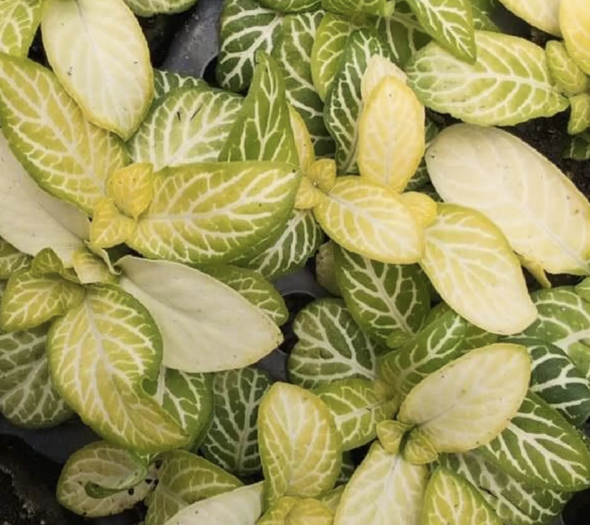 Jolly Lemon Fittonia