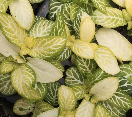 Jolly Lemon Fittonia