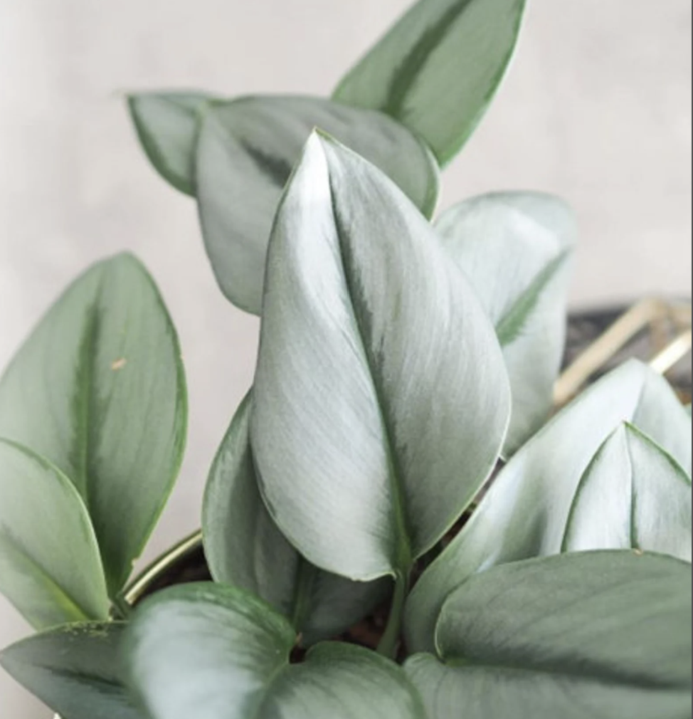 Sterling Silver Pothos