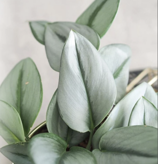 Sterling Silver Pothos