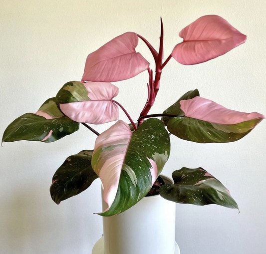 Philodendron Pink Princess — Iconic Variegated Aroid